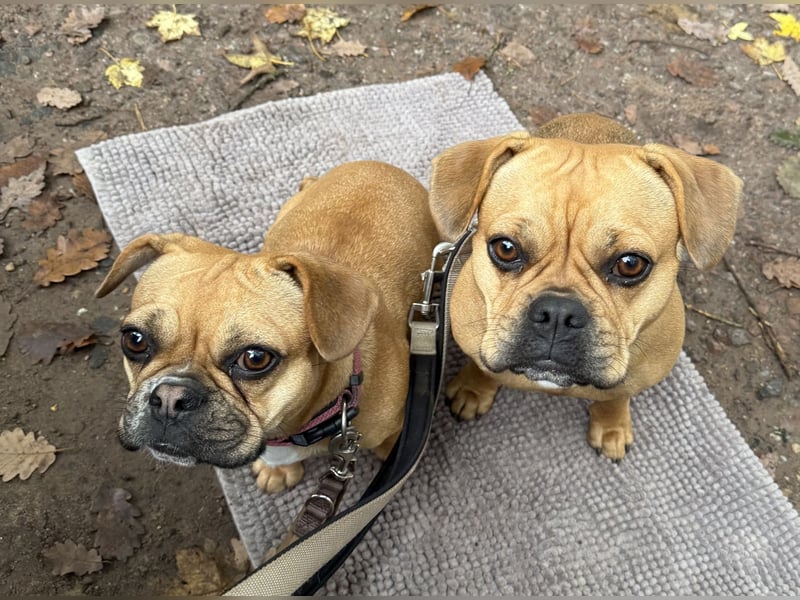 Bulldogge/Beagle Beabull