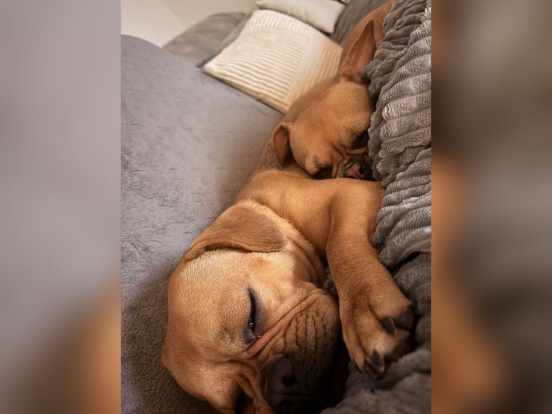 Bulldogge/Beagle Beabull