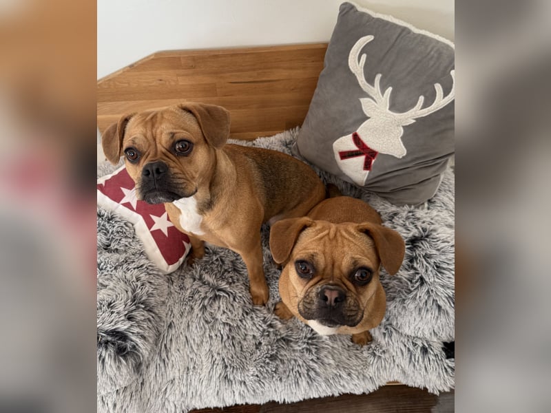 Bulldogge/Beagle Beabull