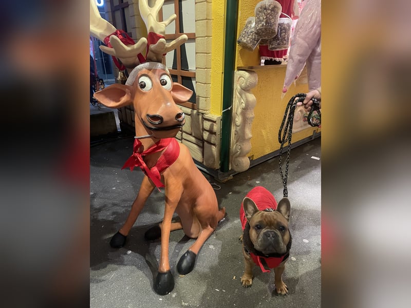 Deckrüde französische Bulldogge