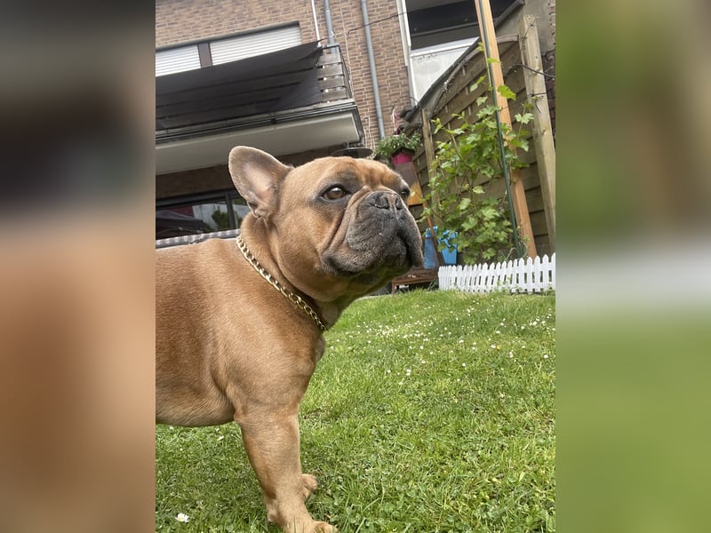 Deckrüde französische Bulldogge