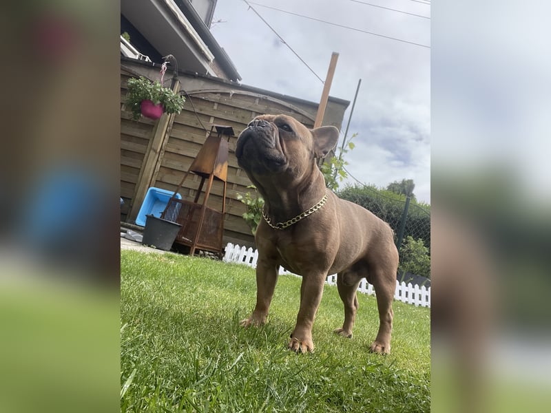 Deckrüde französische Bulldogge