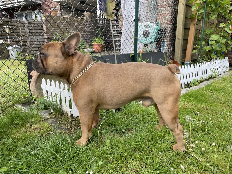 Deckrüde französische Bulldogge