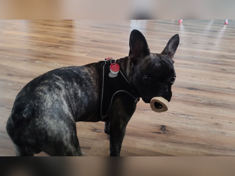 Französische Bulldogge Deckrüde
