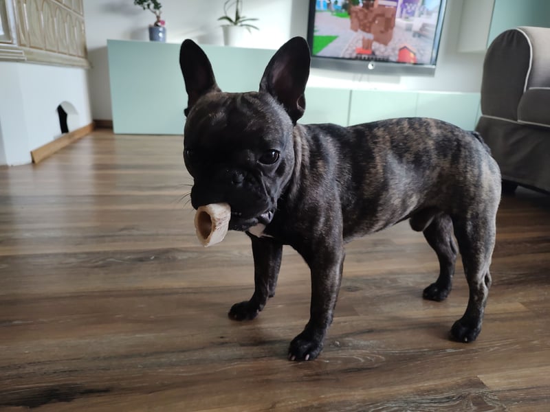 Französische Bulldogge Deckrüde