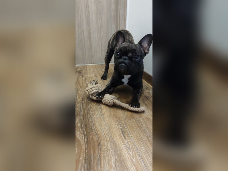 Französische Bulldogge Deckrüde