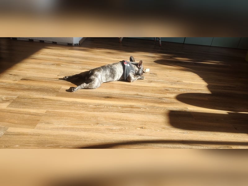 Französische Bulldogge Deckrüde