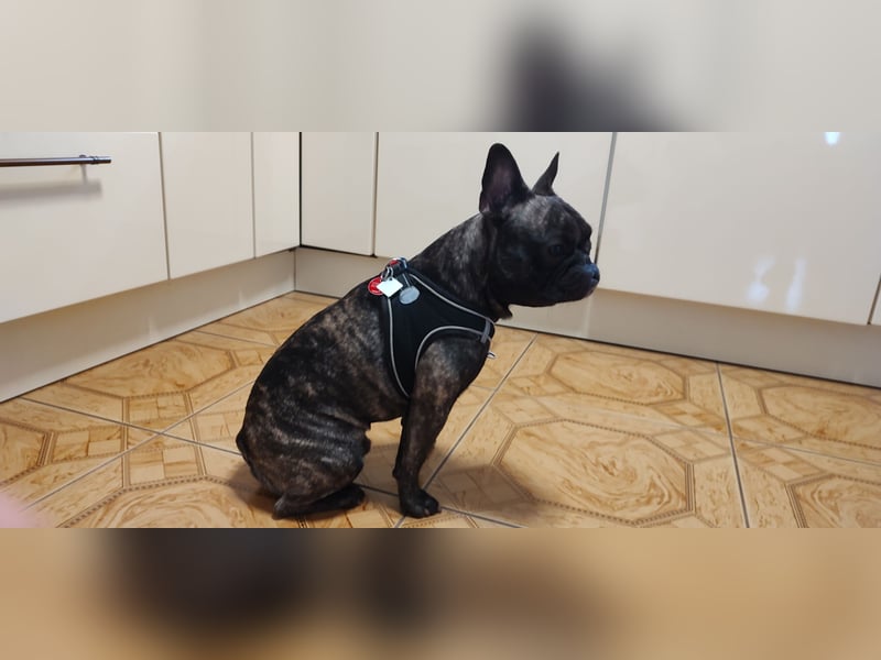 Französische Bulldogge Deckrüde