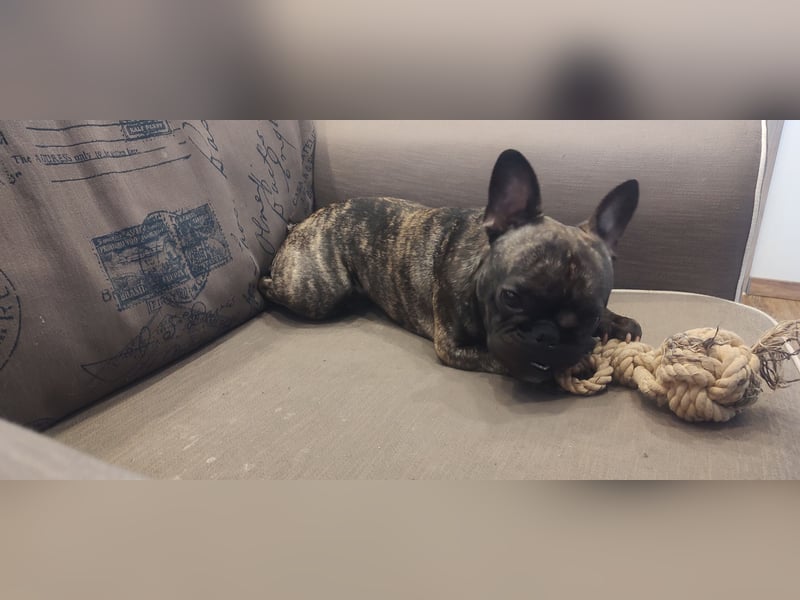 Französische Bulldogge Deckrüde