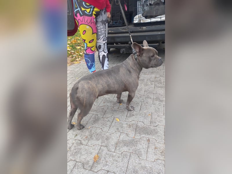 Deril-PP - sucht sein Für-immer-Zuhause!