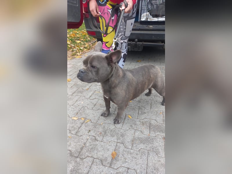 Deril-PP - sucht sein Für-immer-Zuhause!