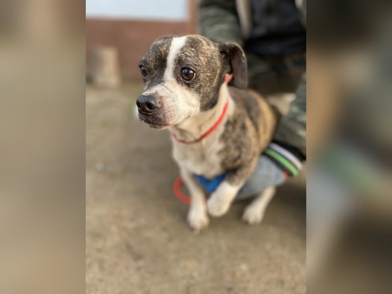 Tonic LM – Kleiner Kämpfer sucht sicheren Hafen