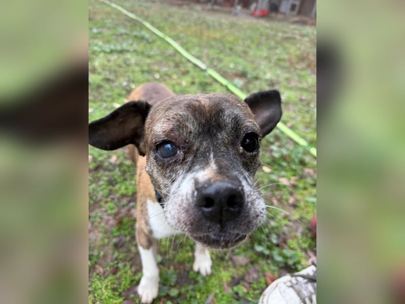 Mephisto BE - sucht ein liebevolles Zuhause