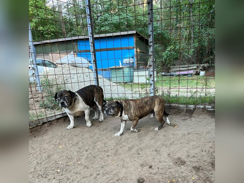Mephisto BE - sucht ein liebevolles Zuhause