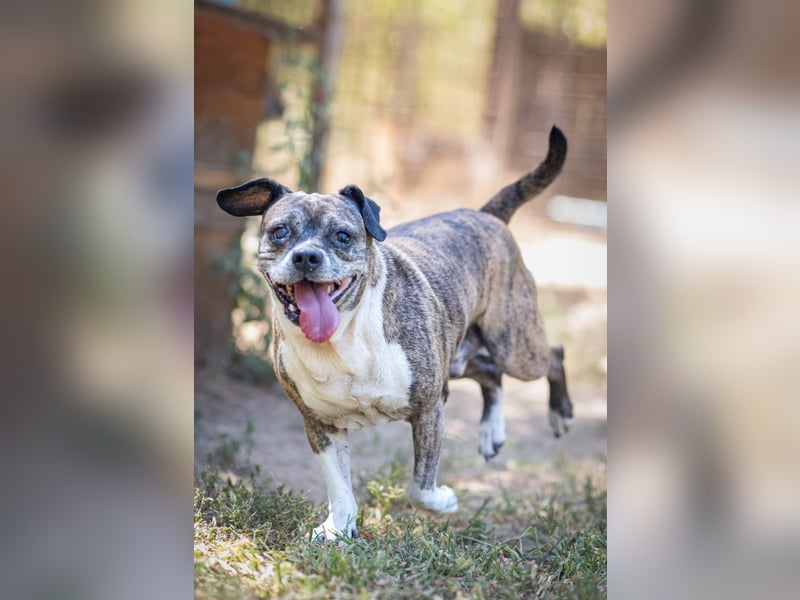 Mephisto BE - sucht ein liebevolles Zuhause