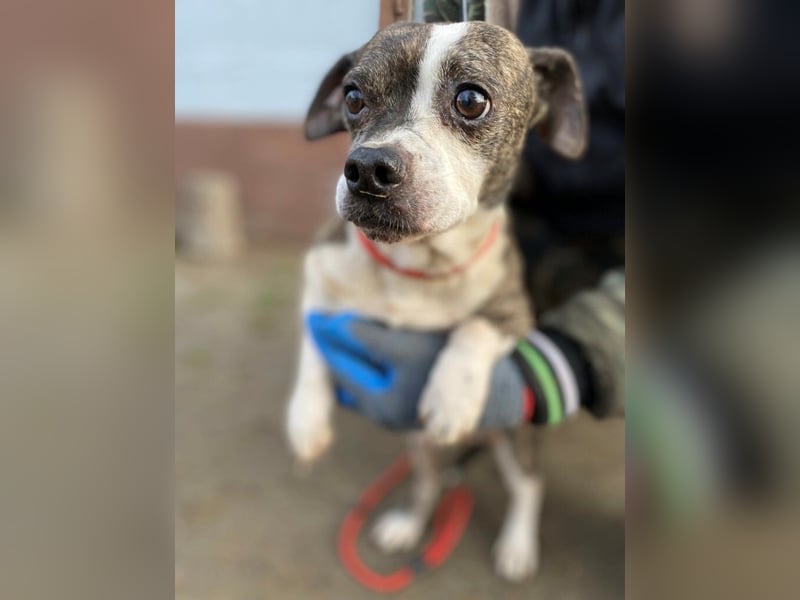 Tonic LM – Kleiner Kämpfer sucht sicheren Hafen