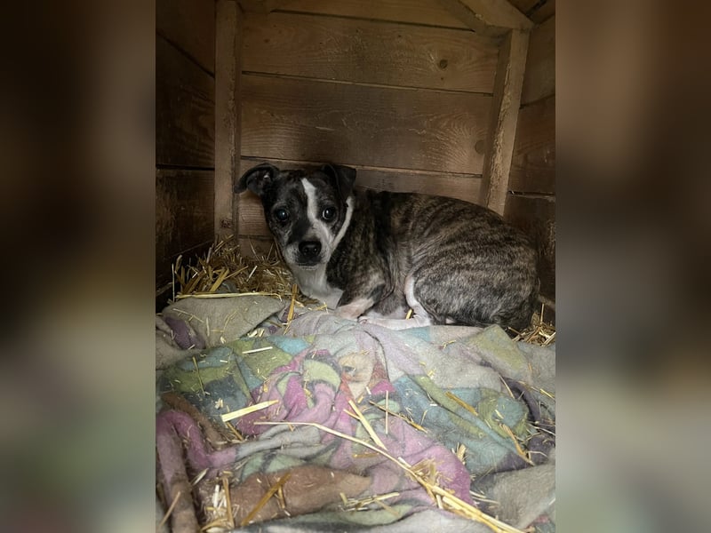 Tonic LM – Kleiner Kämpfer sucht sicheren Hafen