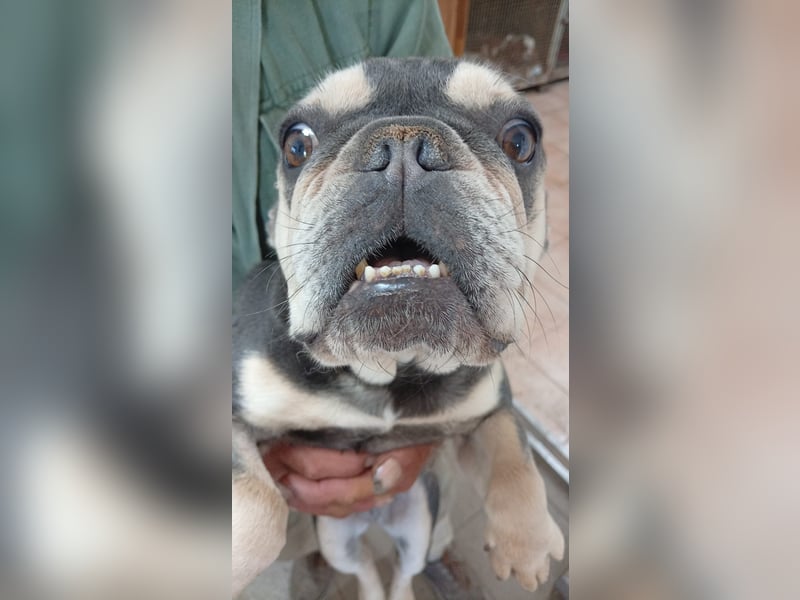 Sara-PP – zauberhafte Französische Bulldoggen- Dame sucht ihr Glück