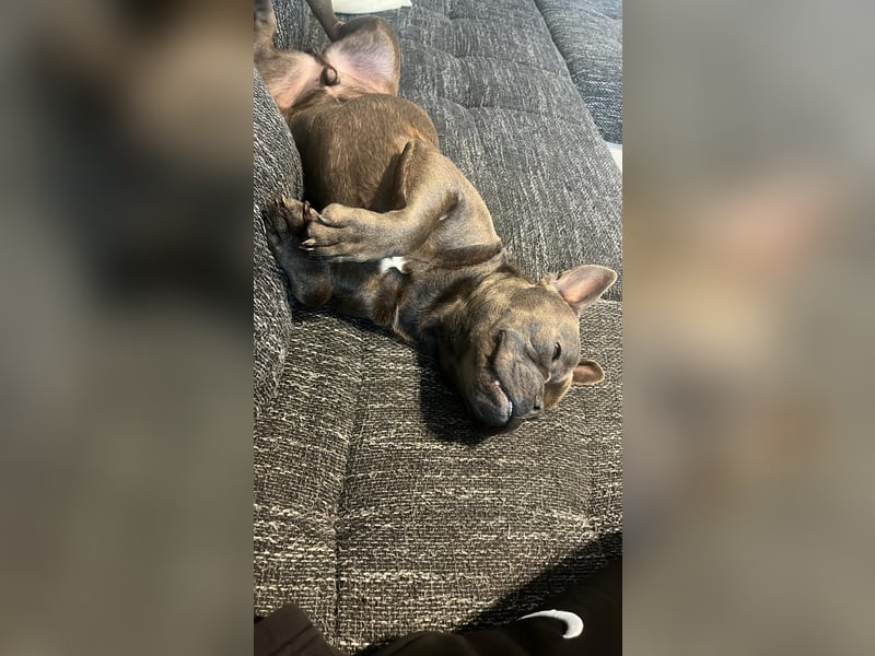 Deril-PP - sucht sein Für-immer-Zuhause!