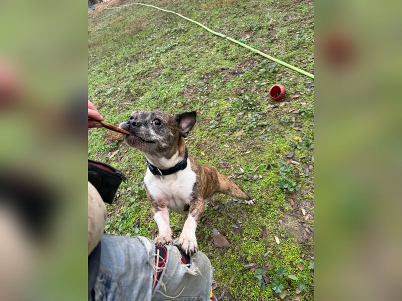 Mephisto BE - sucht ein liebevolles Zuhause