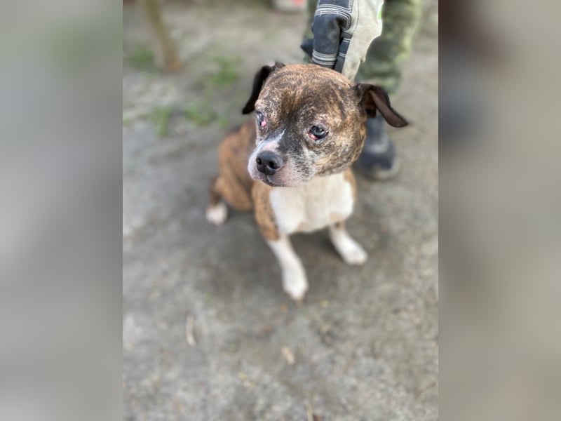 Mephisto BE - sucht ein liebevolles Zuhause