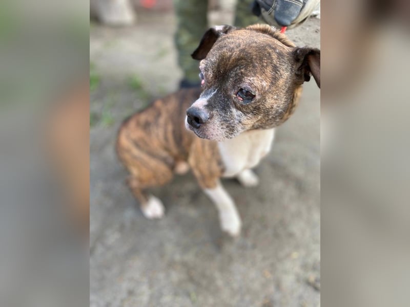 Mephisto BE - sucht ein liebevolles Zuhause