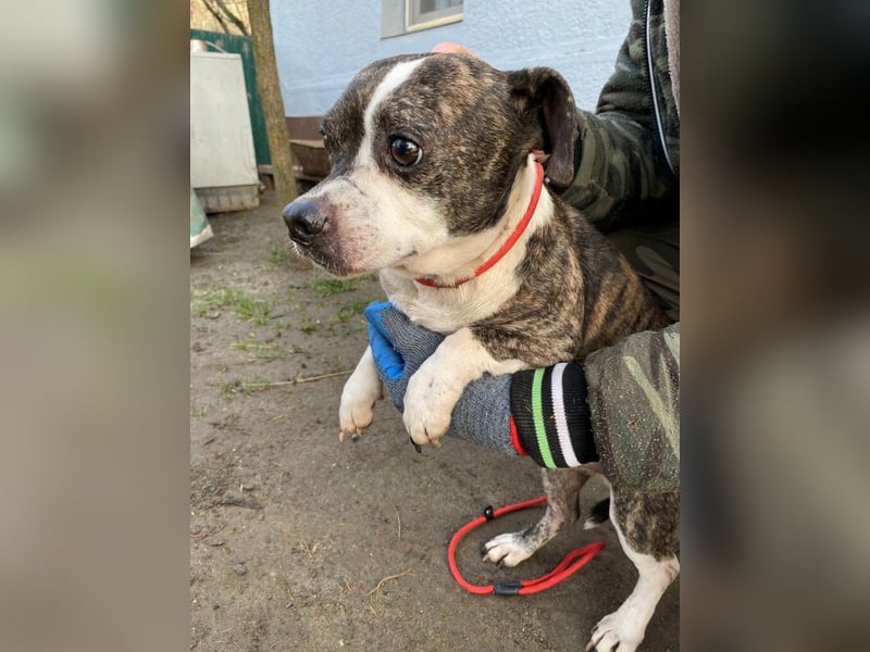 Tonic LM – Kleiner Kämpfer sucht sicheren Hafen