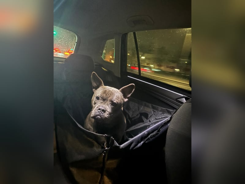 Deril-PP - sucht sein Für-immer-Zuhause!