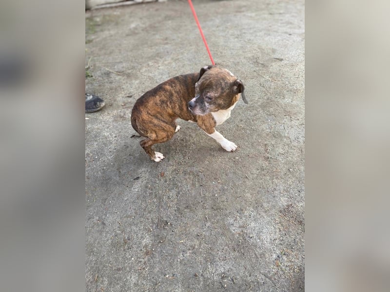 Mephisto BE - sucht ein liebevolles Zuhause