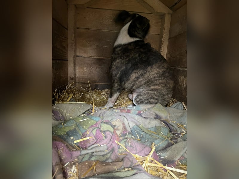 Tonic LM – Kleiner Kämpfer sucht sicheren Hafen