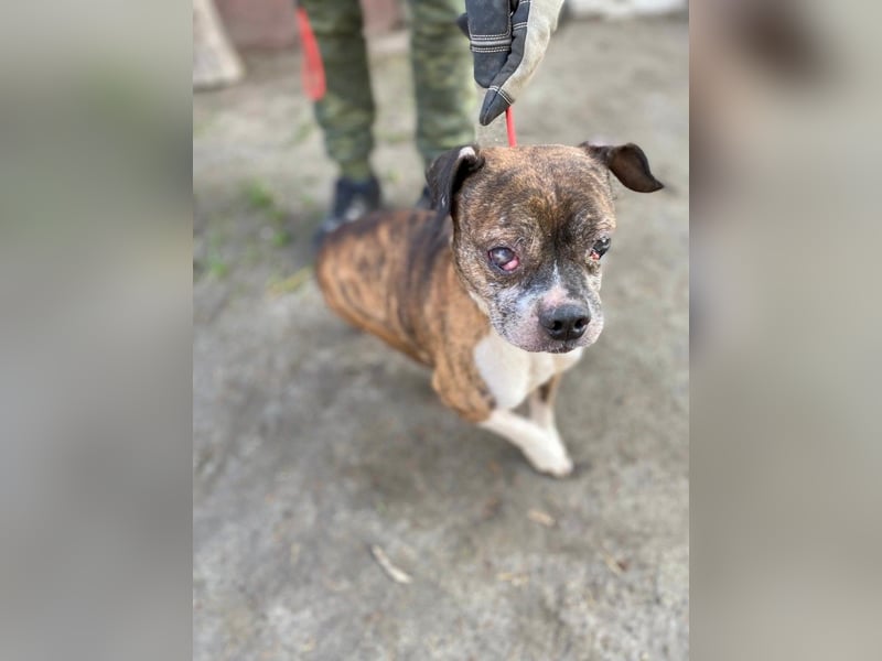 Mephisto BE - sucht ein liebevolles Zuhause