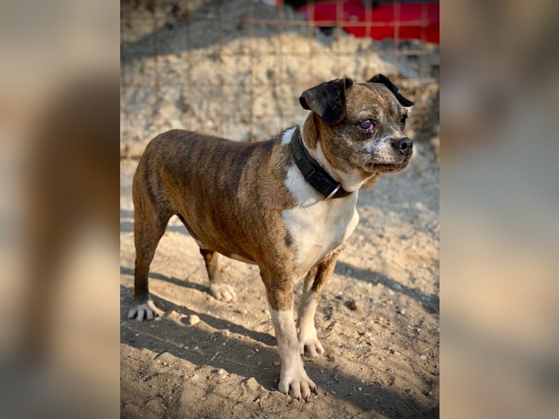 Mephisto BE - sucht ein liebevolles Zuhause