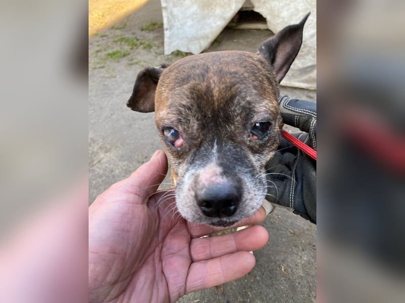 Mephisto BE - sucht ein liebevolles Zuhause