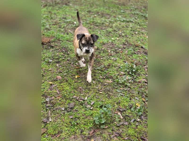 Mephisto BE - sucht ein liebevolles Zuhause