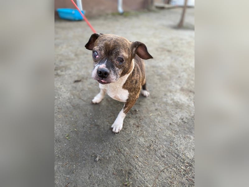 Mephisto BE - sucht ein liebevolles Zuhause