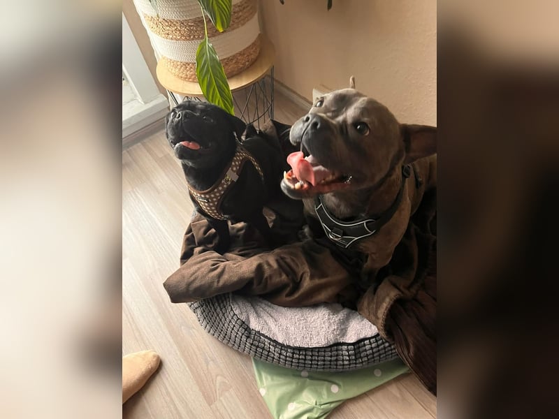 Deril-PP - sucht sein Für-immer-Zuhause!