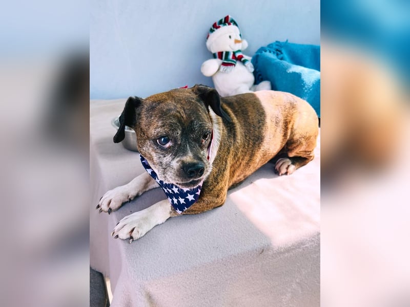 Mephisto BE - sucht ein liebevolles Zuhause