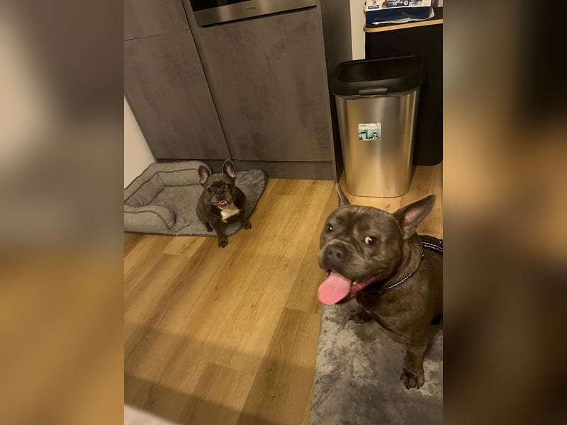 Deril-PP - sucht sein Für-immer-Zuhause!