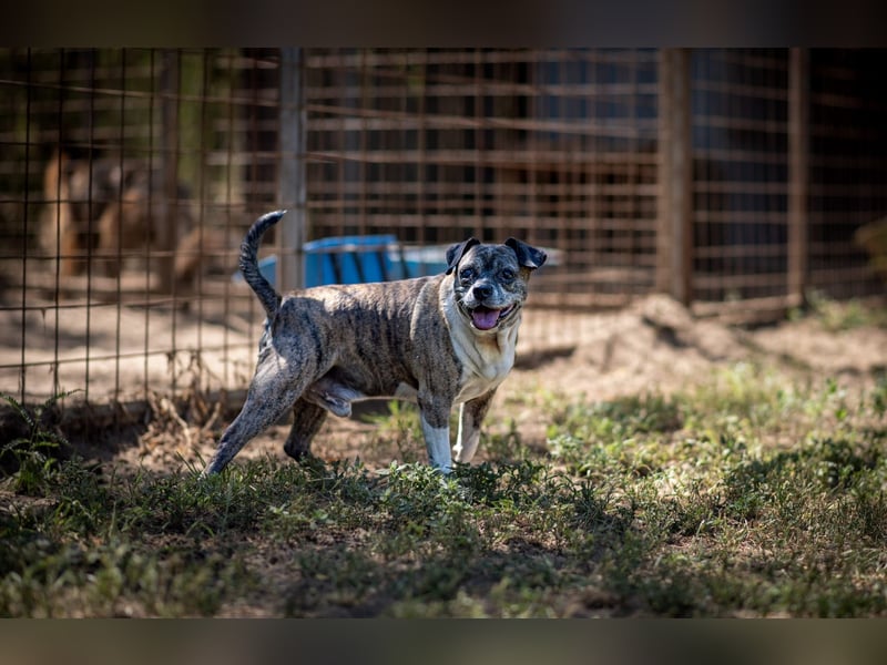 Mephisto BE - sucht ein liebevolles Zuhause