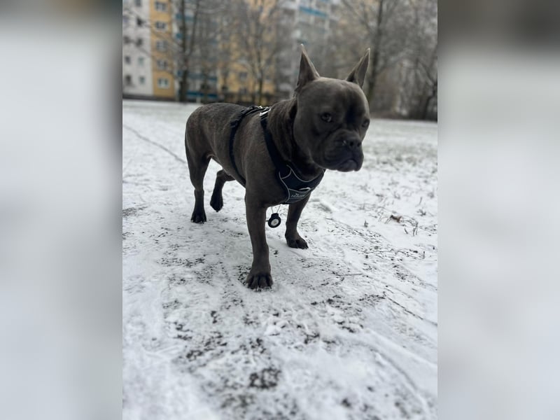 Deril-PP - sucht sein Für-immer-Zuhause!