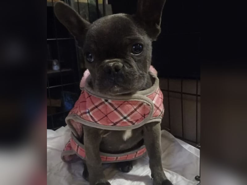 BUNNY - LIEBE HÜNDIN