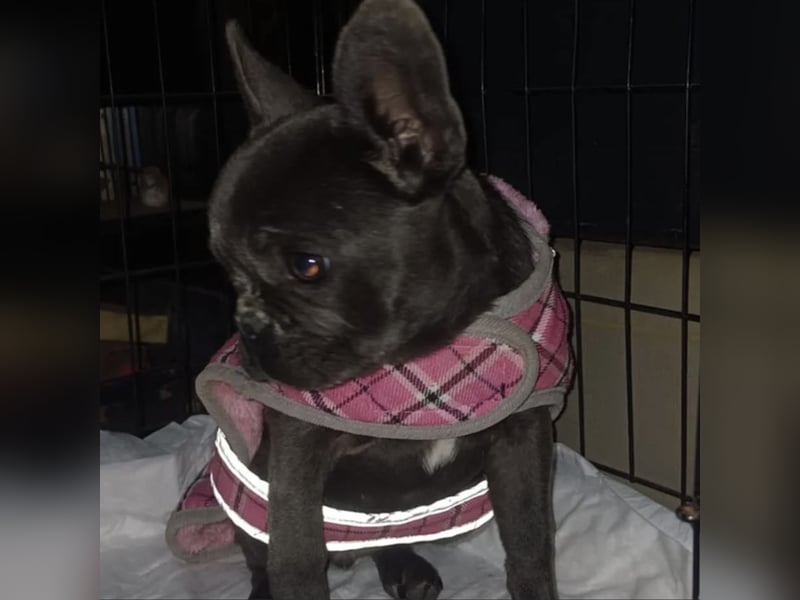 BUNNY - LIEBE HÜNDIN