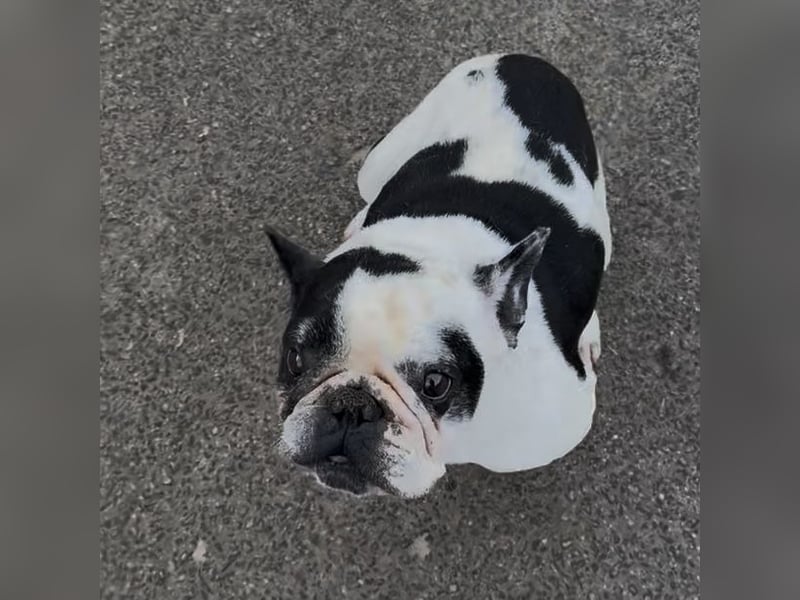 VINCENT KÄMPFT SICH ZURÜCK