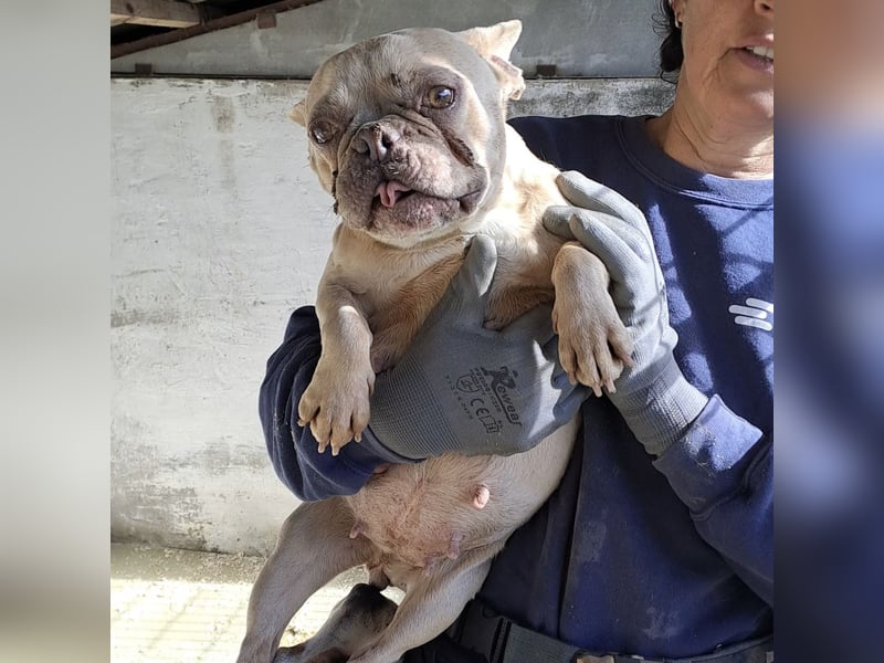 OFELIA SUCHT EIN NEUES KAPITEL