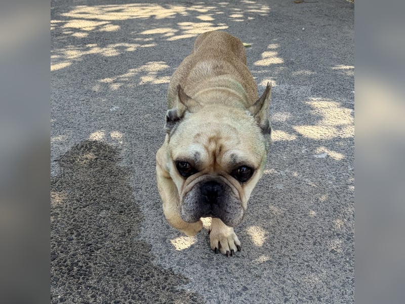 Pierre - kleiner Kämpfer