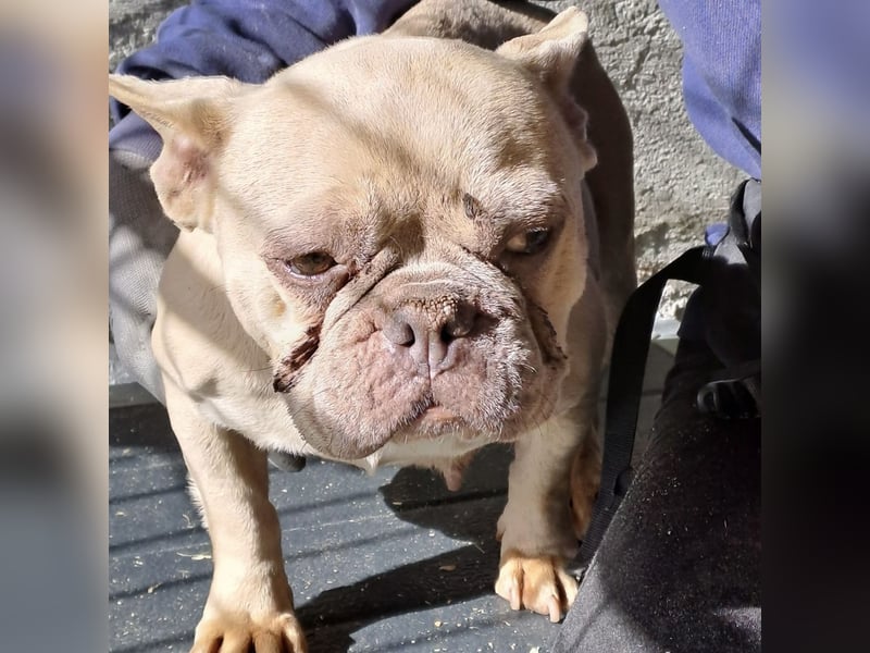 OFELIA SUCHT EIN NEUES KAPITEL