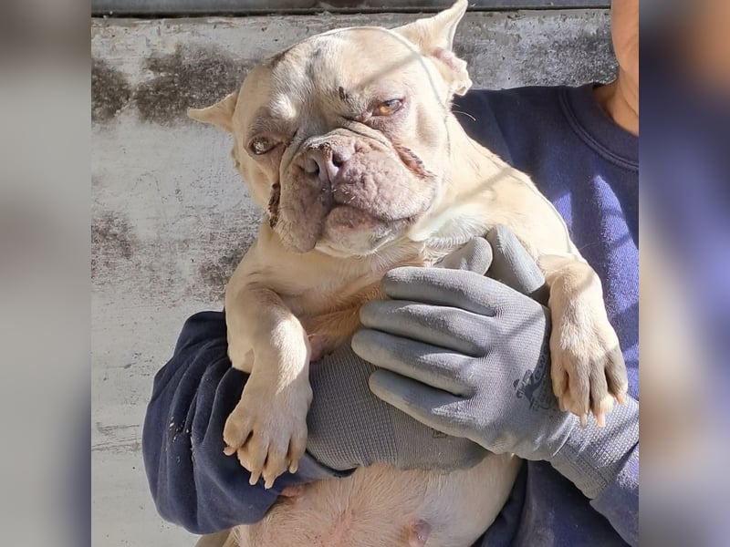 OFELIA SUCHT EIN NEUES KAPITEL