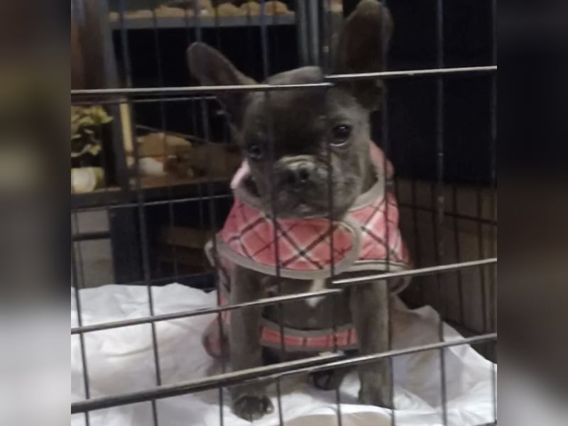 BUNNY - LIEBE HÜNDIN