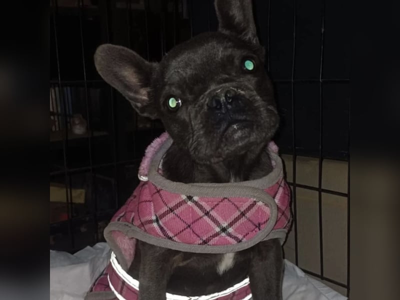 BUNNY - LIEBE HÜNDIN