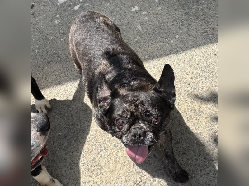 Coco - liebenswerter Kämpfer